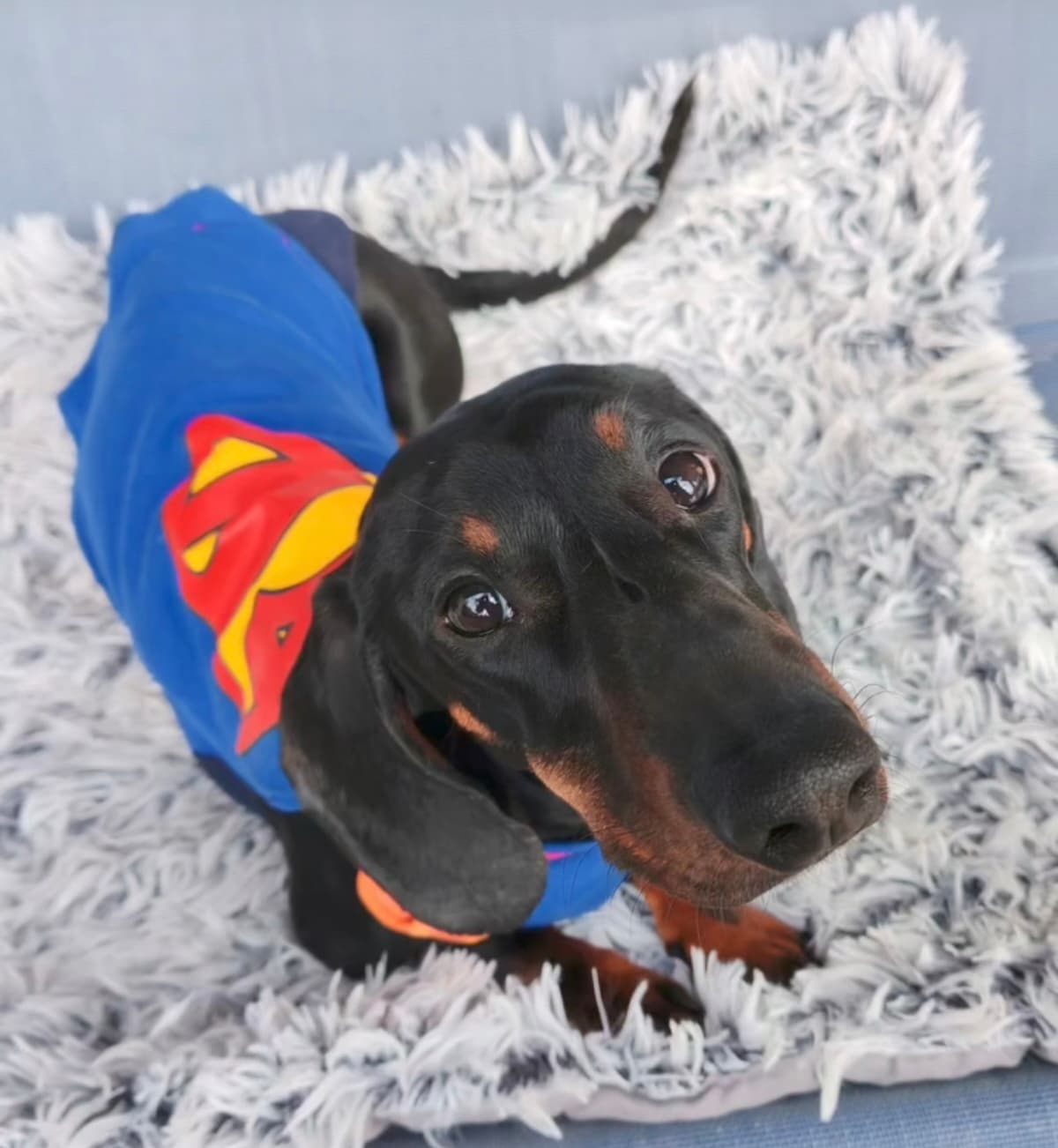 Jazavčar sa supermen plaštem
