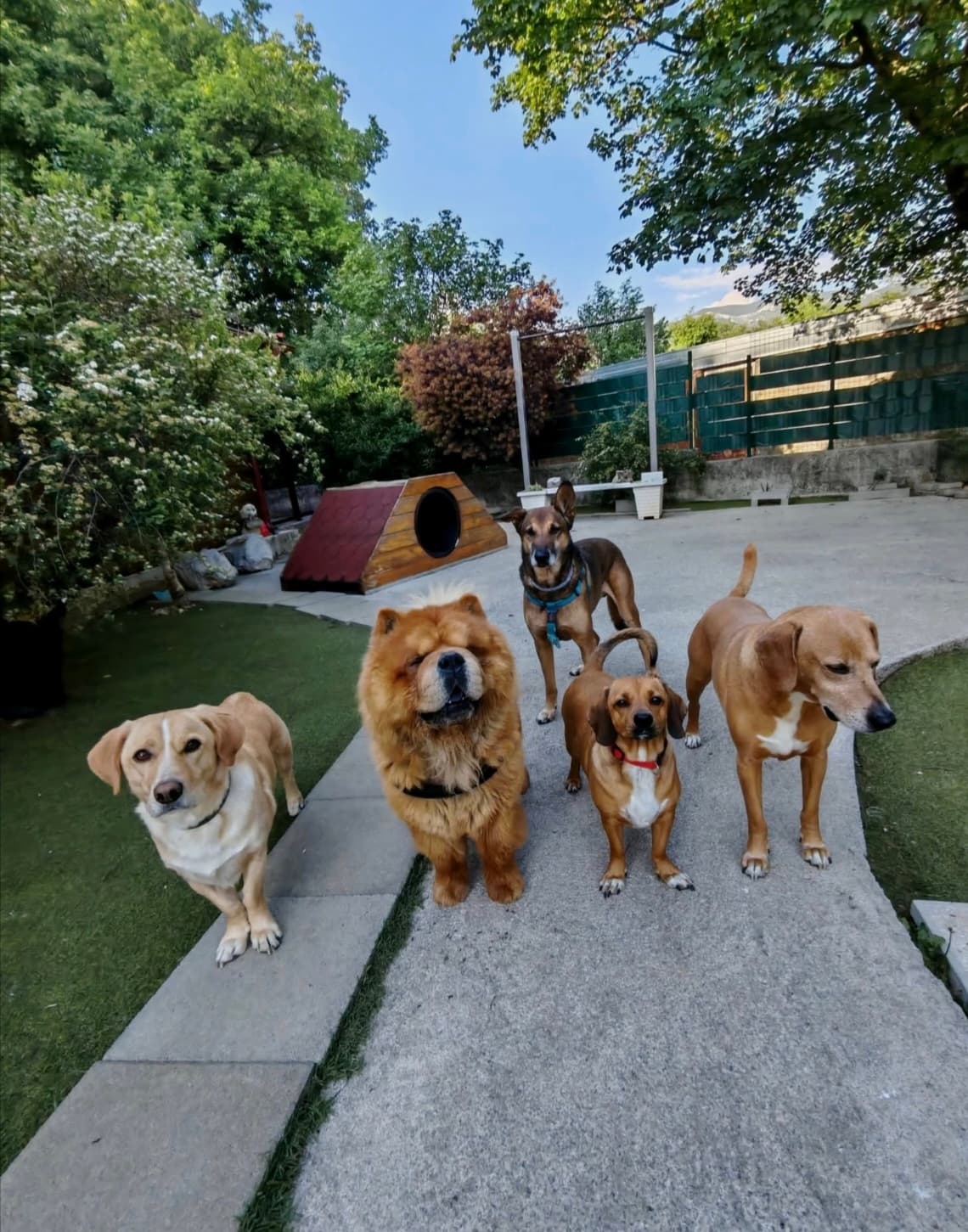 Gost Dogstela