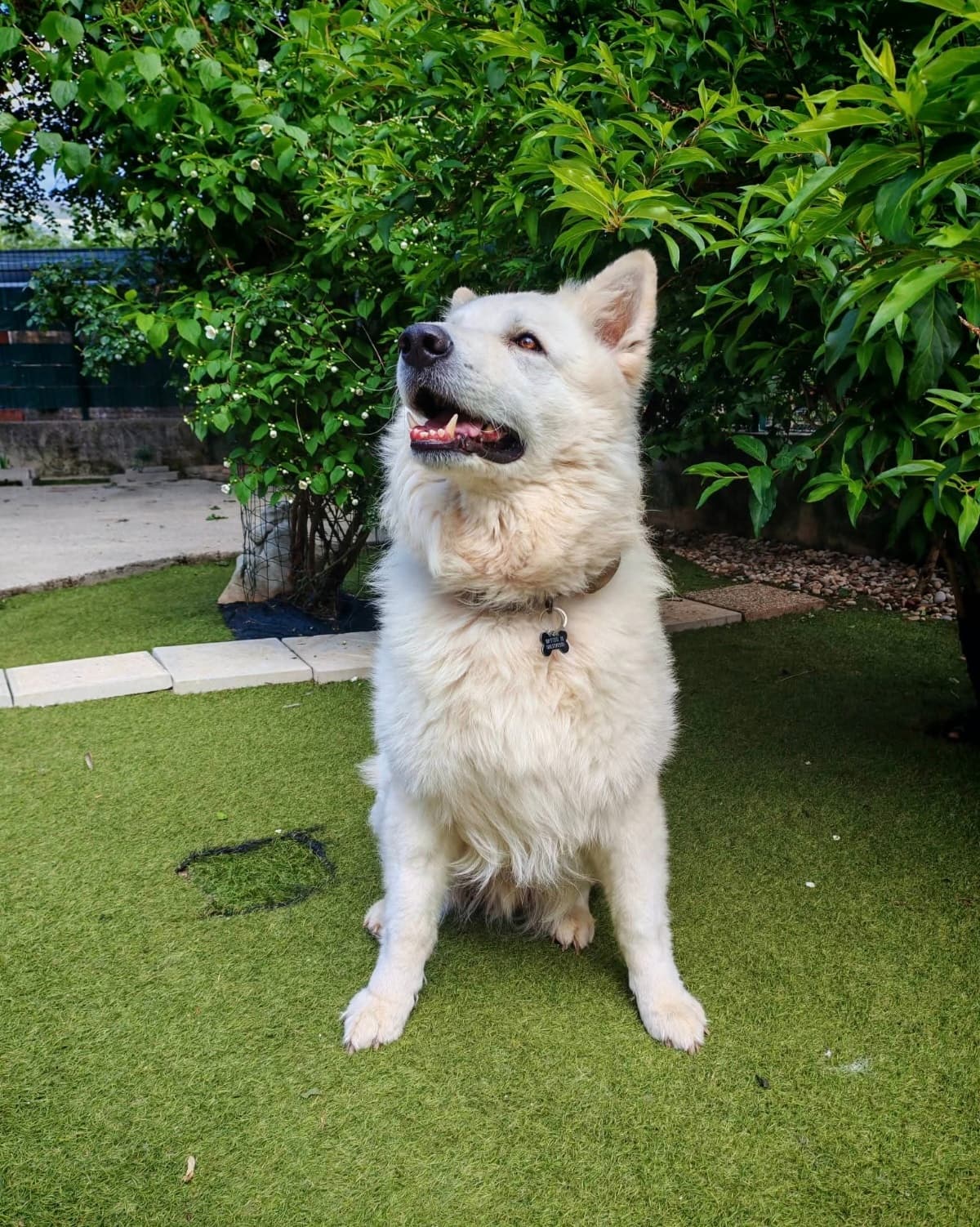 Gost Dogstela