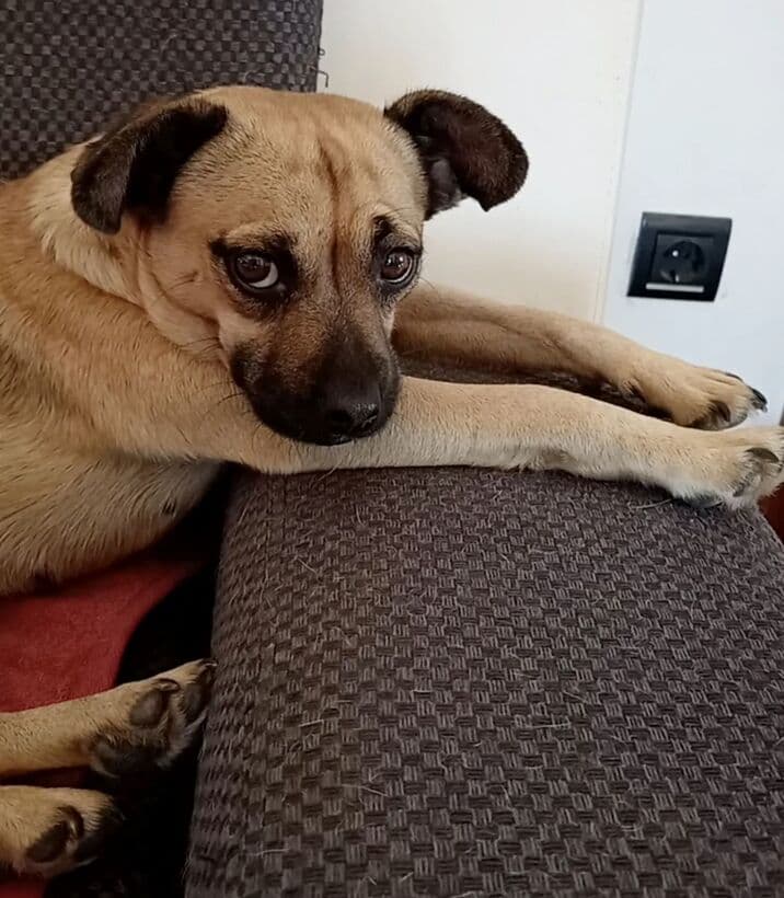 Pas iz Dogstel obitelji