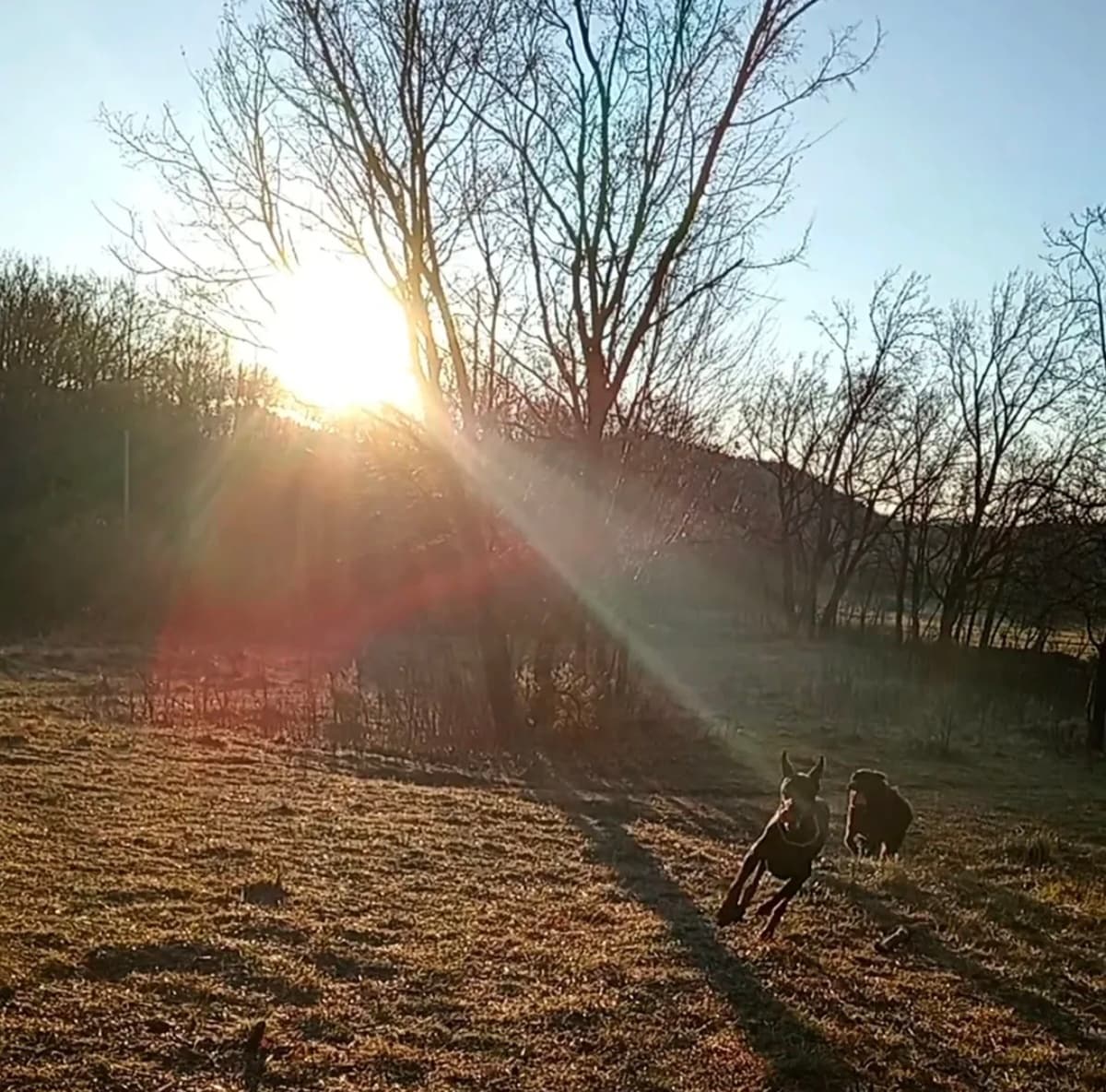 Jutarnja šetnja livadom u izlazak sunca