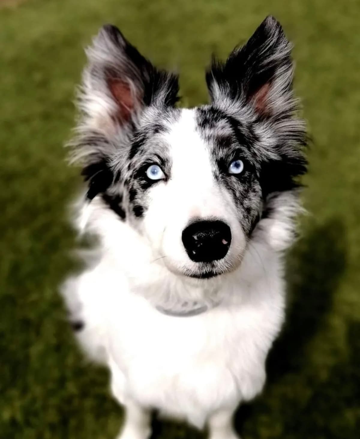 Gost Dogstela
