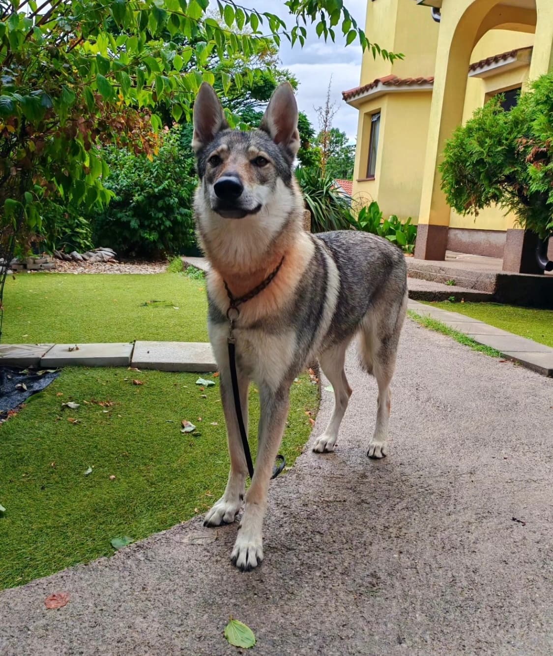 Gost Dogstela