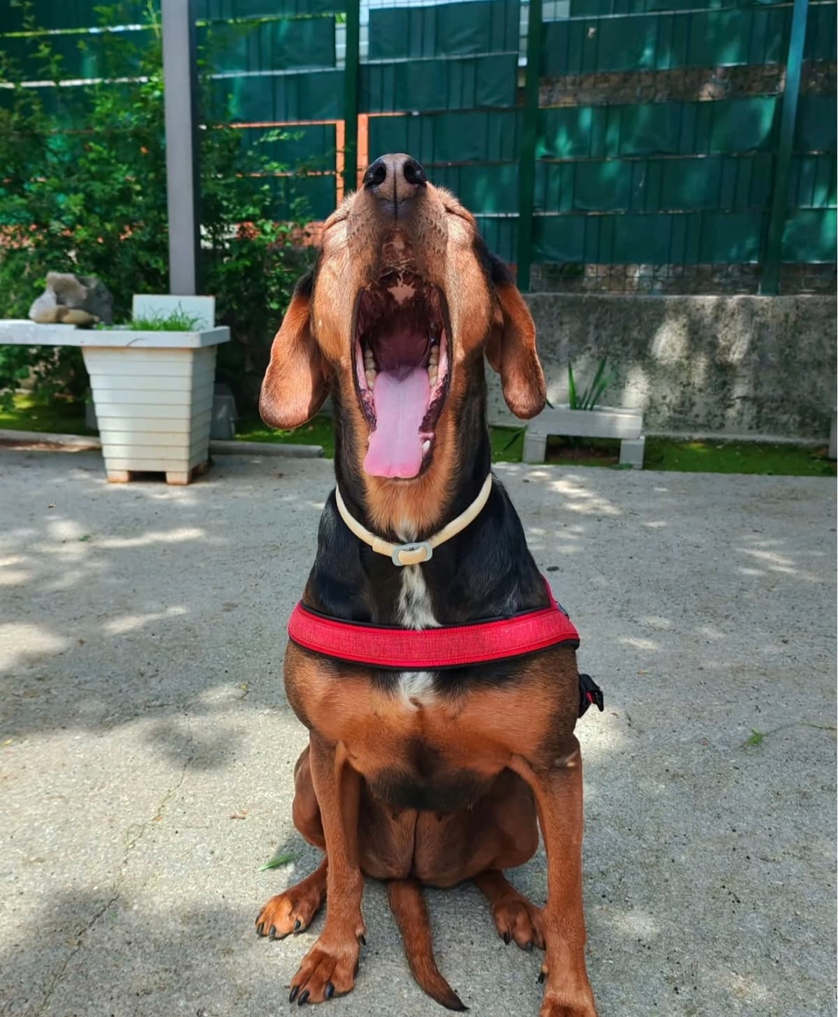 Gost Dogstela