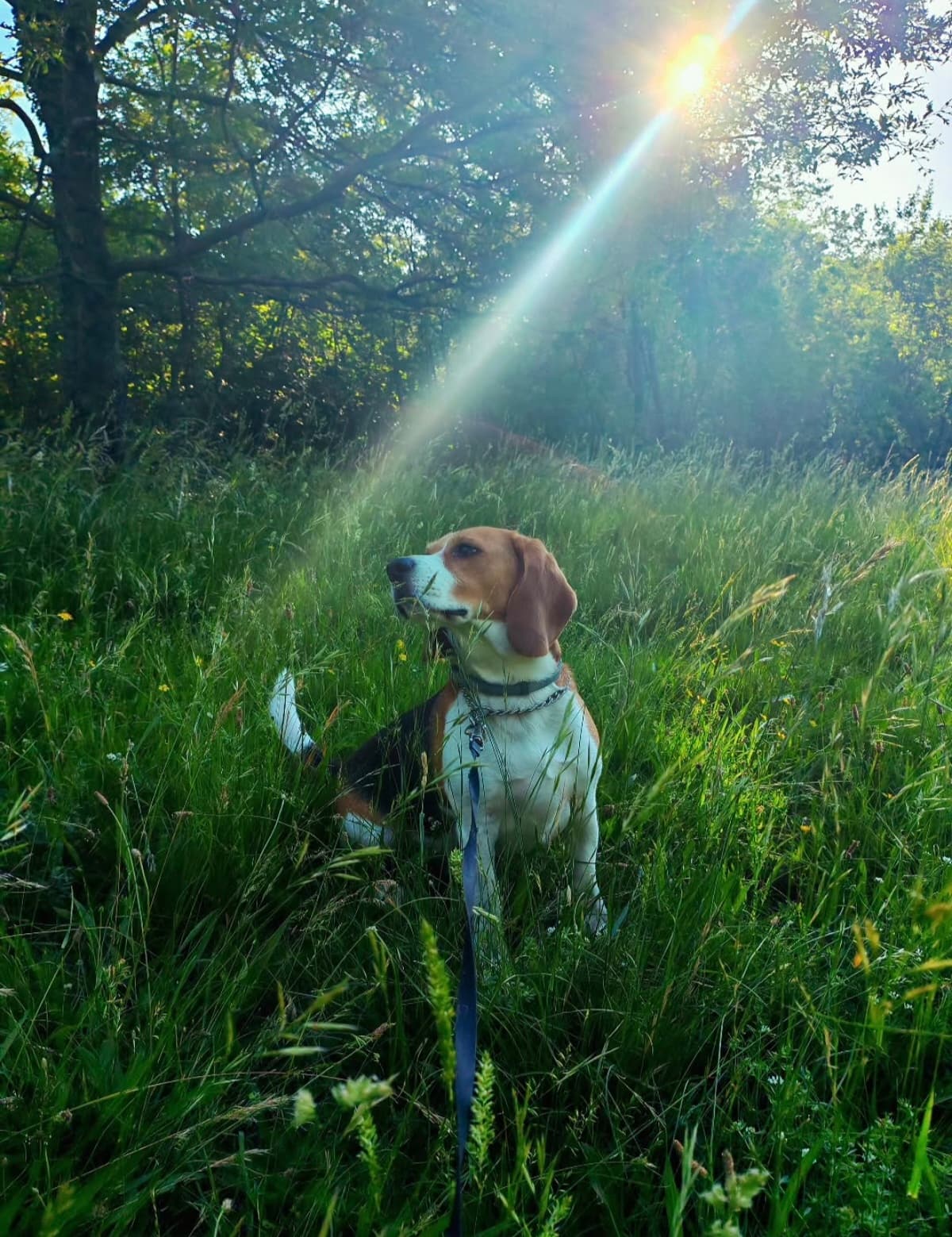 Gost Dogstela