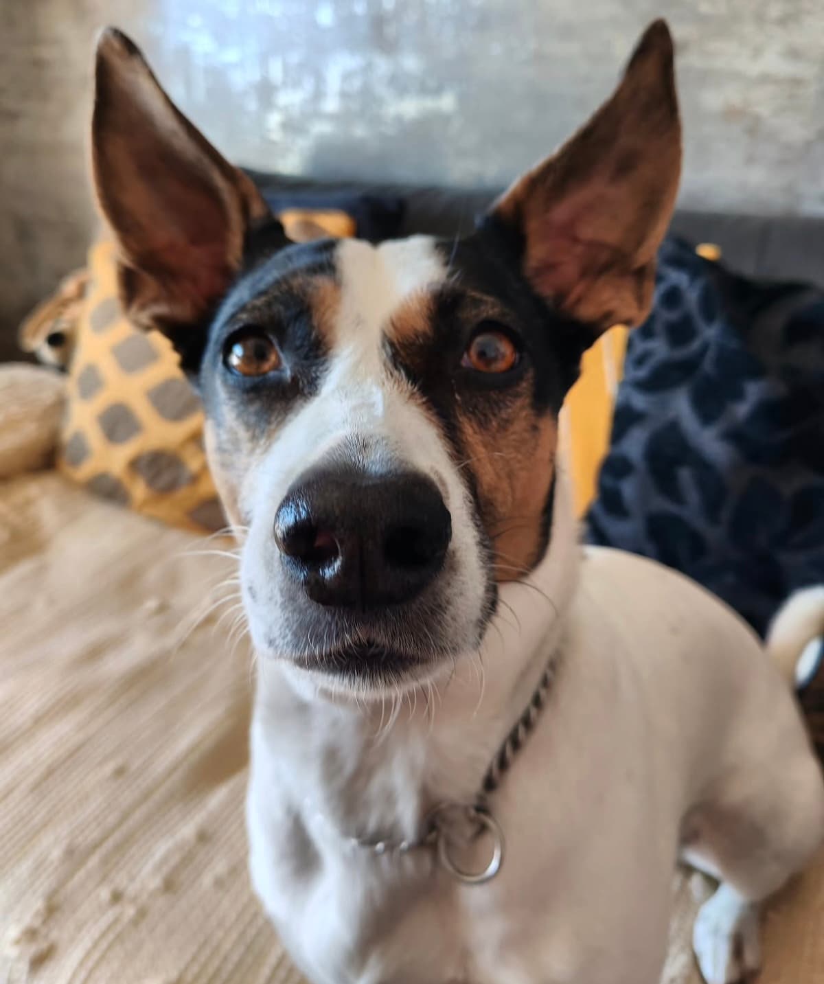 Gost Dogstela