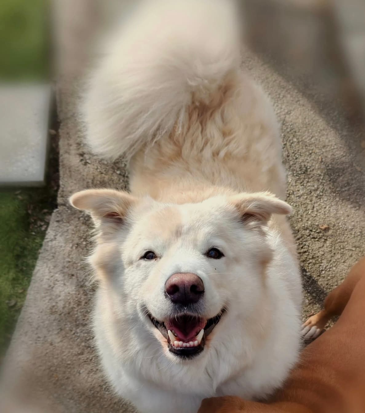 Gost Dogstela