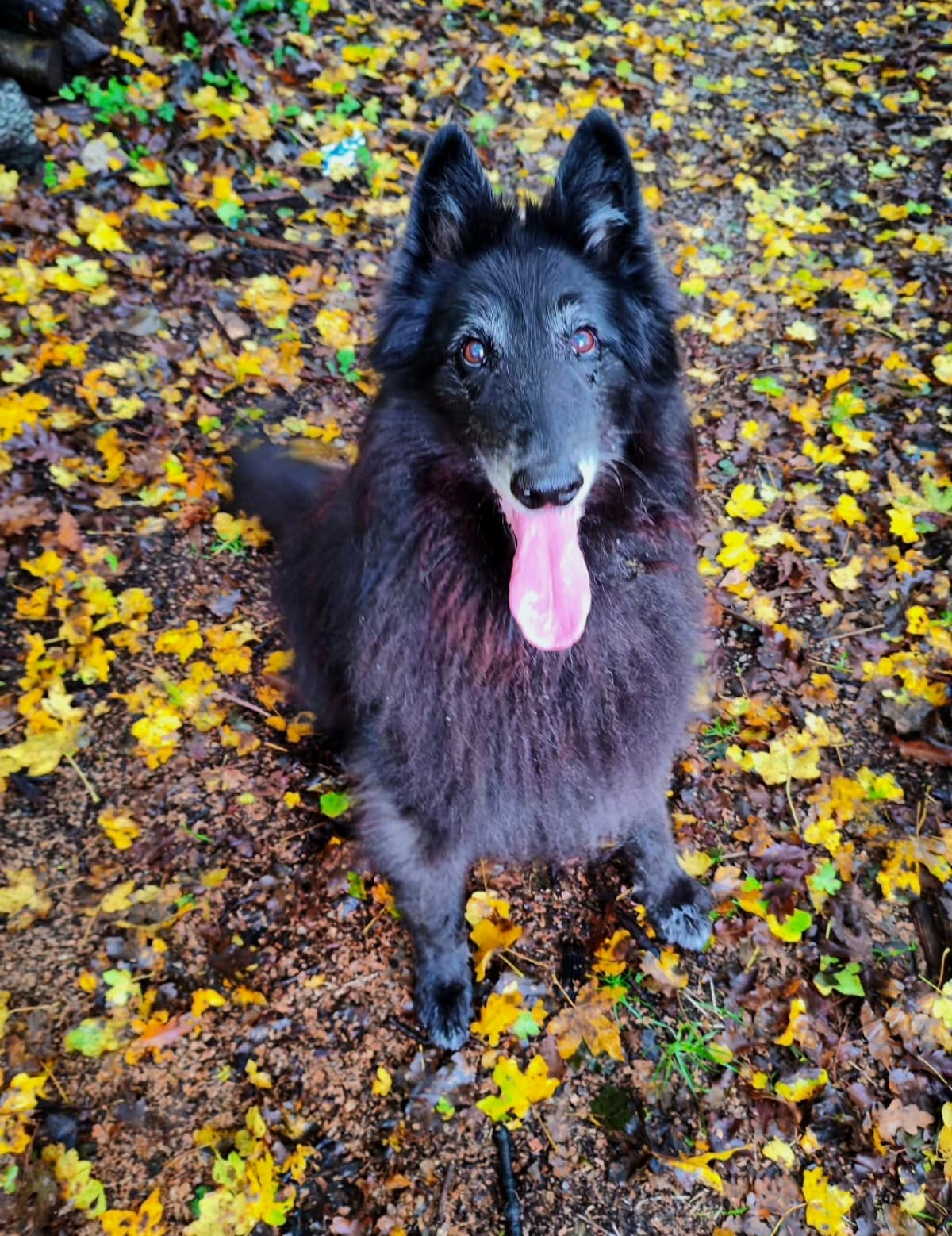Gost Dogstela