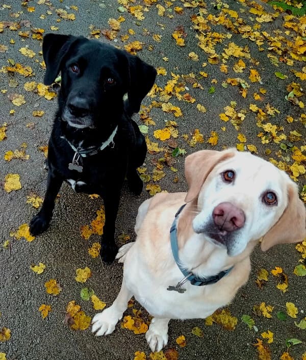 Gost Dogstela