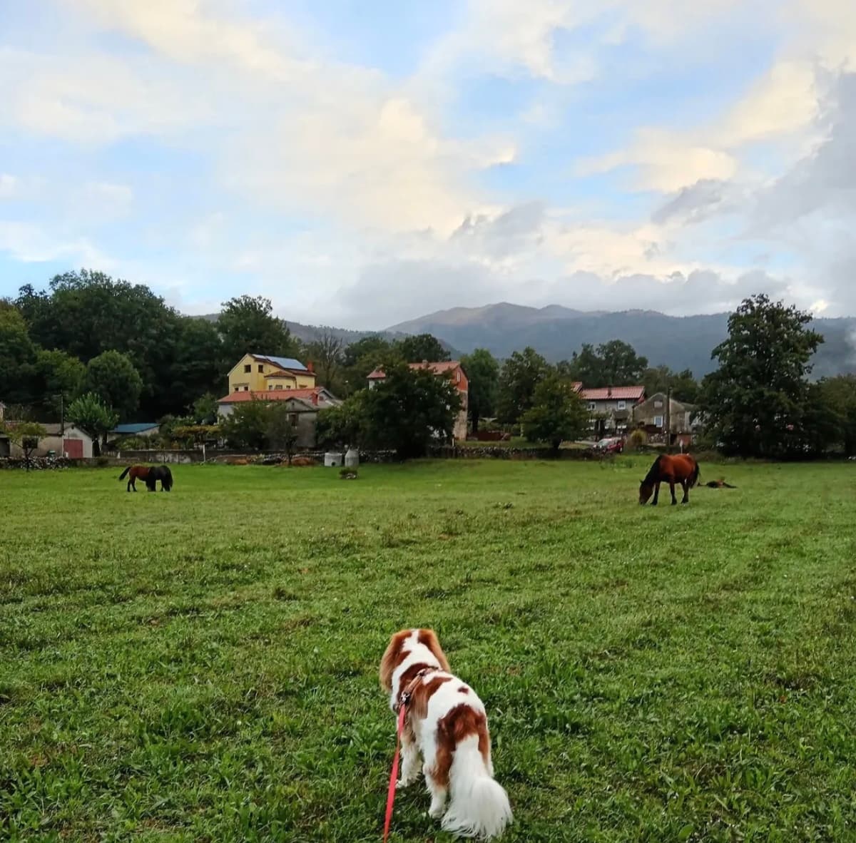 Gost Dogstela