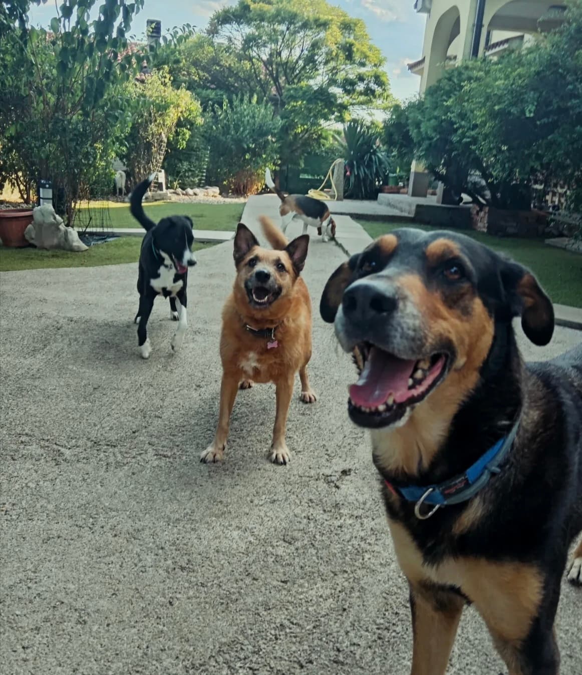 Gost Dogstela