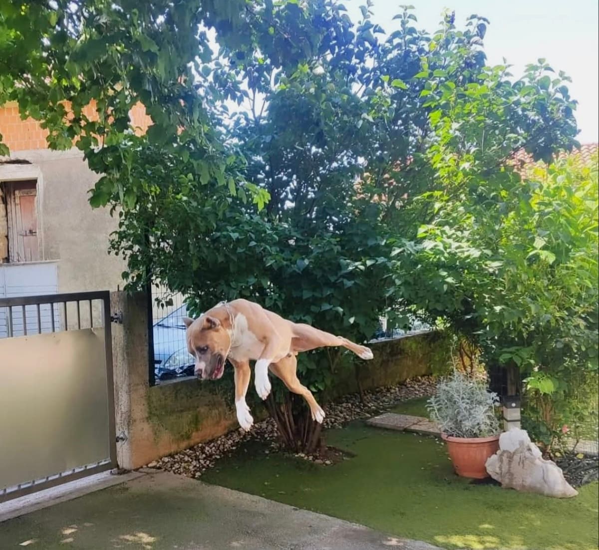 Gost Dogstela