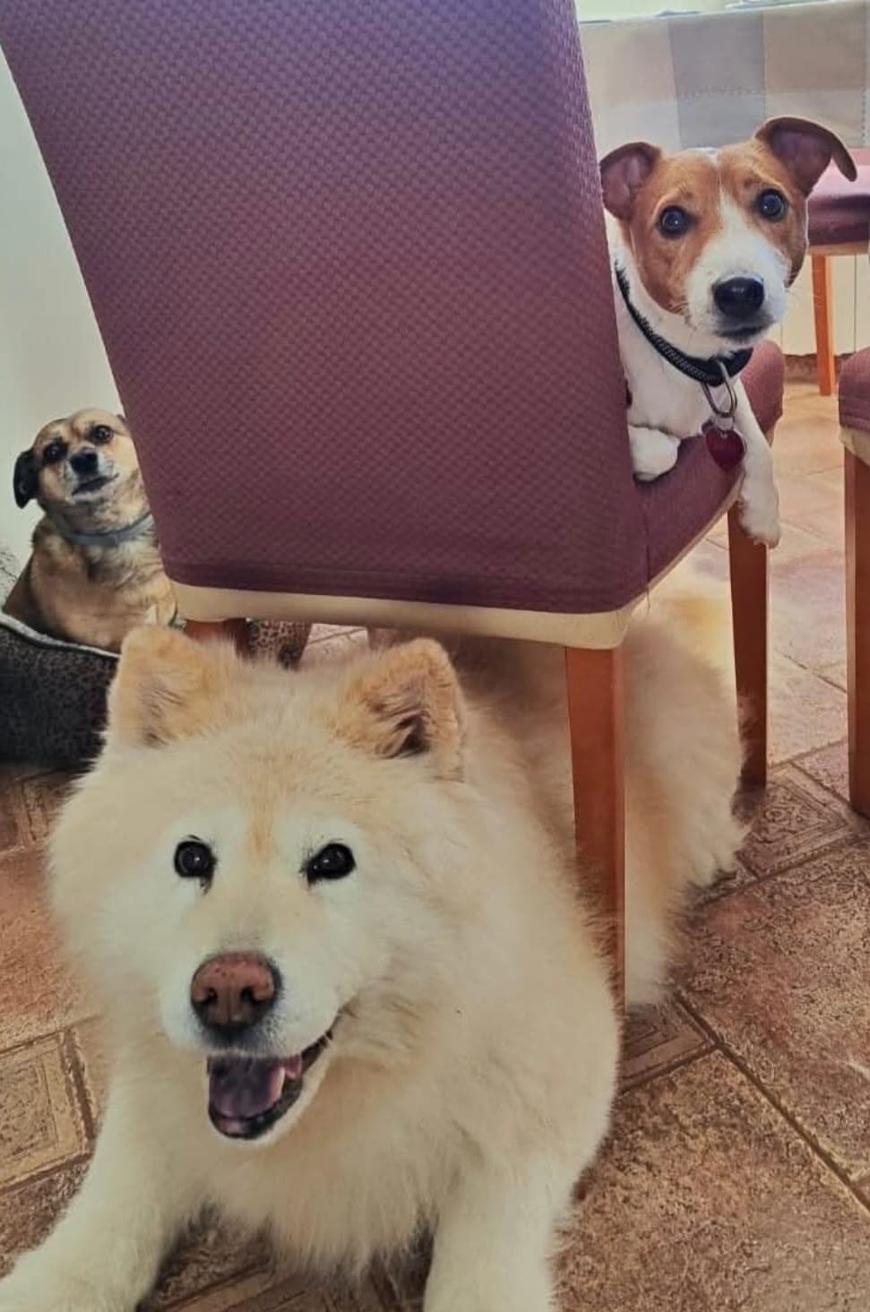 Gost Dogstela