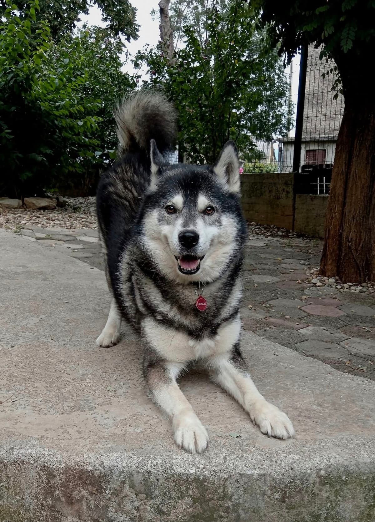 Gost Dogstela