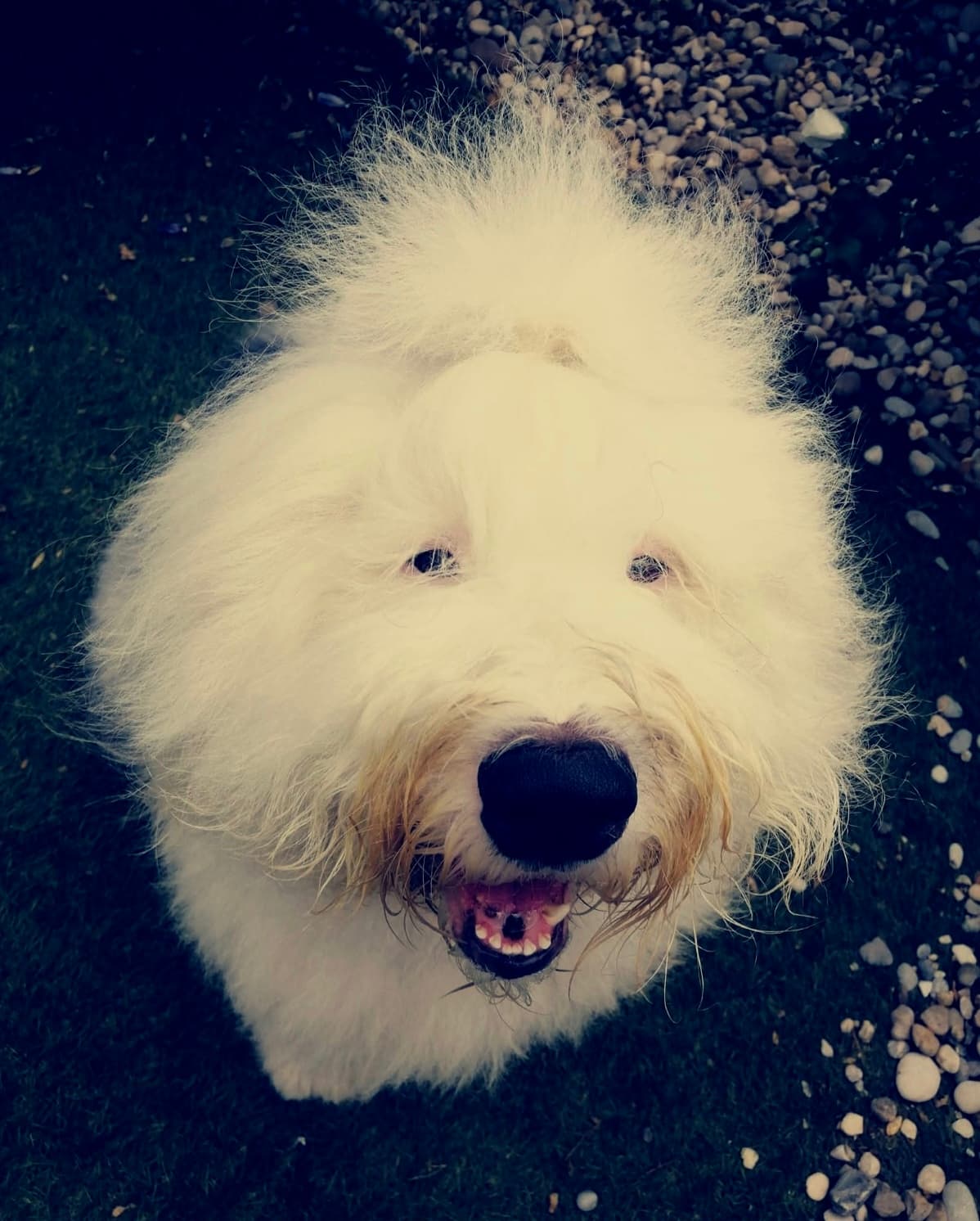 Gost Dogstela