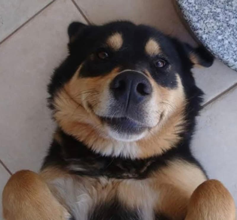 Gost Dogstela